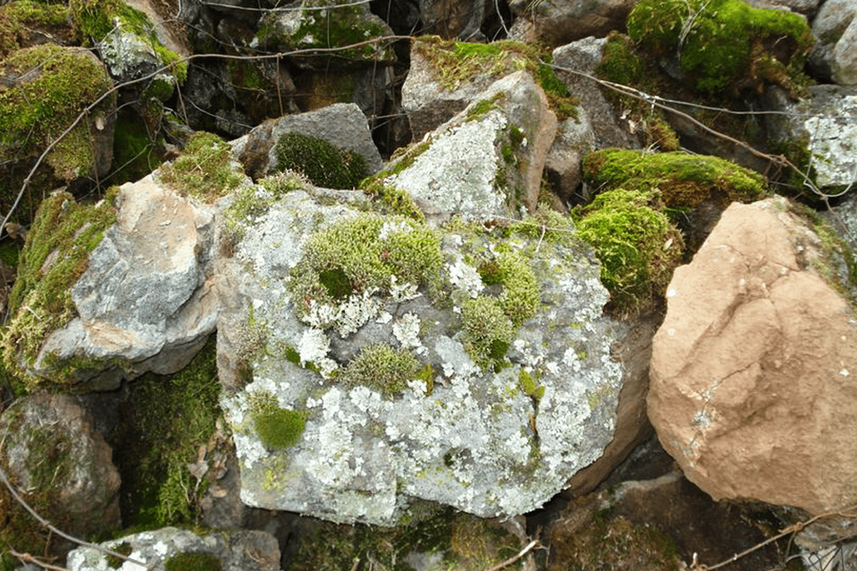 Moss Rock - Rosenbalm Rockery